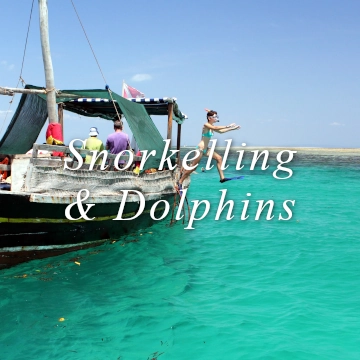 Snorkelling snorkeling dolphins