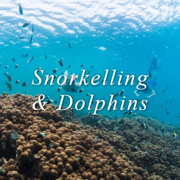 Snorkelling snorkeling dolphins