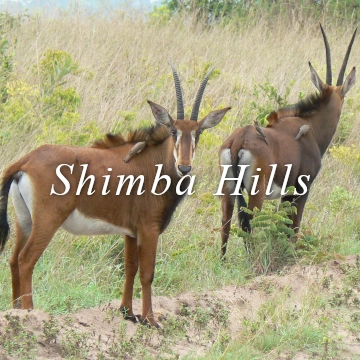 Shimba Hills safari elephants monkeys buffalo Sheldrick falls waterfall hike national park antelope