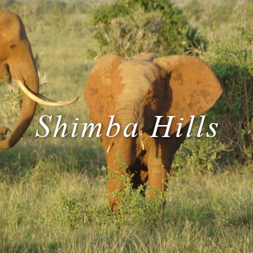 Shimba Hills safari elephants monkeys buffalo Sheldrick falls waterfall hike national park