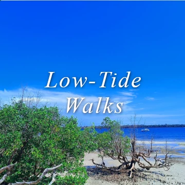 Boat trips dhow sand bar islands picnic swim snorkel beach explore kenya tanzania pemba wasini shimoni kisite penguti mpunguti funzi hotel sunrise shimoni reef lodge sand walk mangrove